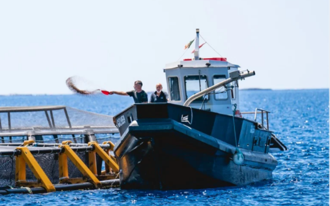 Come riconoscere il pesce 100% italiano di qualità: guida alla scelta