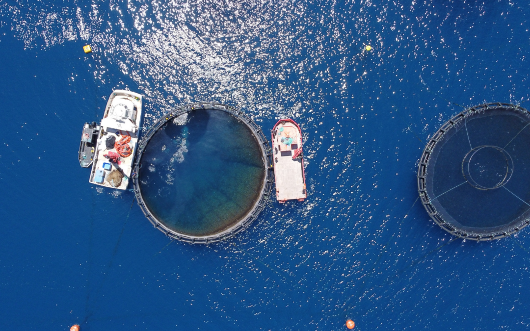 controllo sicurezza alimentare pesce allevato IZS